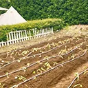 おいも株オーナー制度